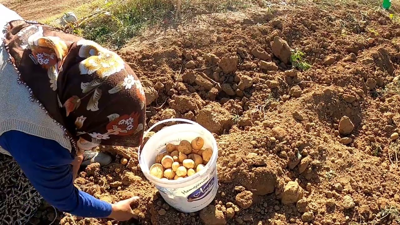 PATATES 🍠 HASADINA  HOŞ GELDİNİZ   NASİPTE NE VARSA  ONU ALDIK