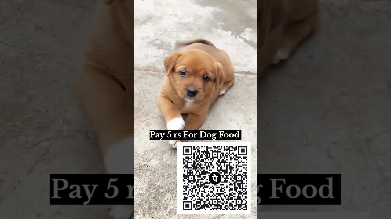 Pay 5 rs For Dog Food ✅🥺