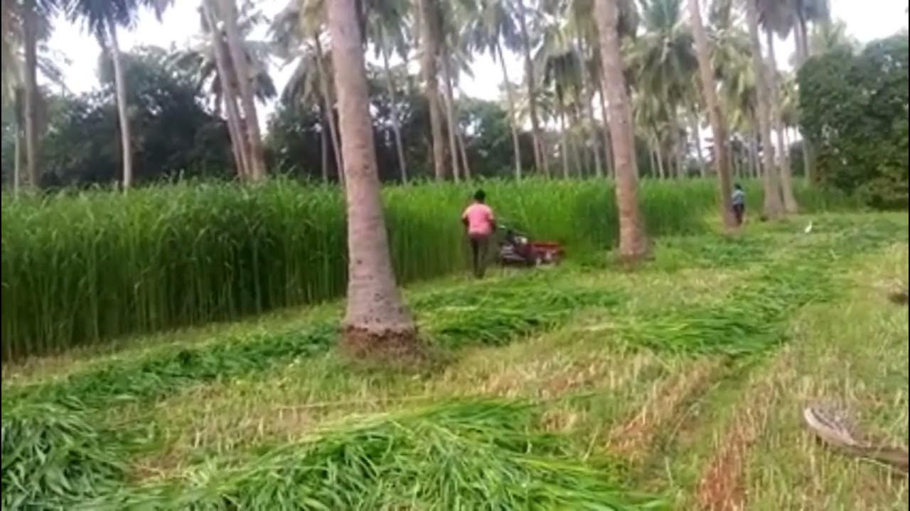 Mashiinta Cawska Lagu jaro ( Grass reeper ) - YouTube