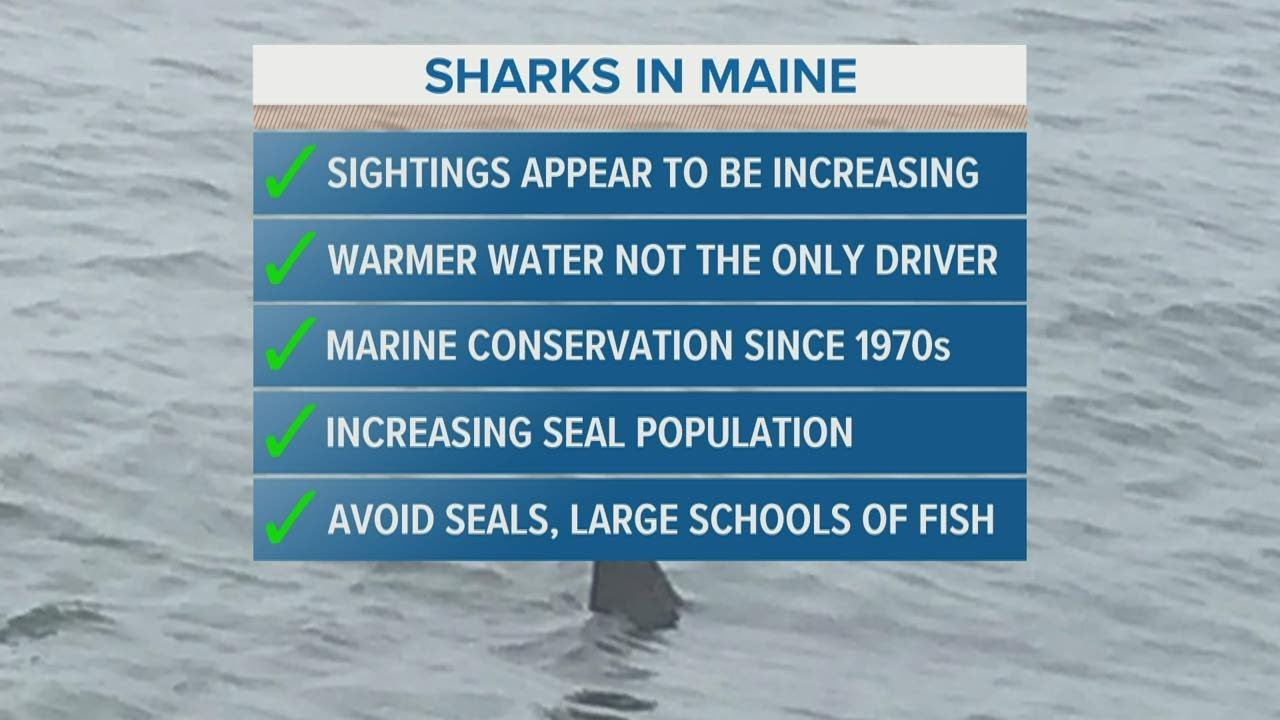 Six confirmed white shark sightings in Maine this summer