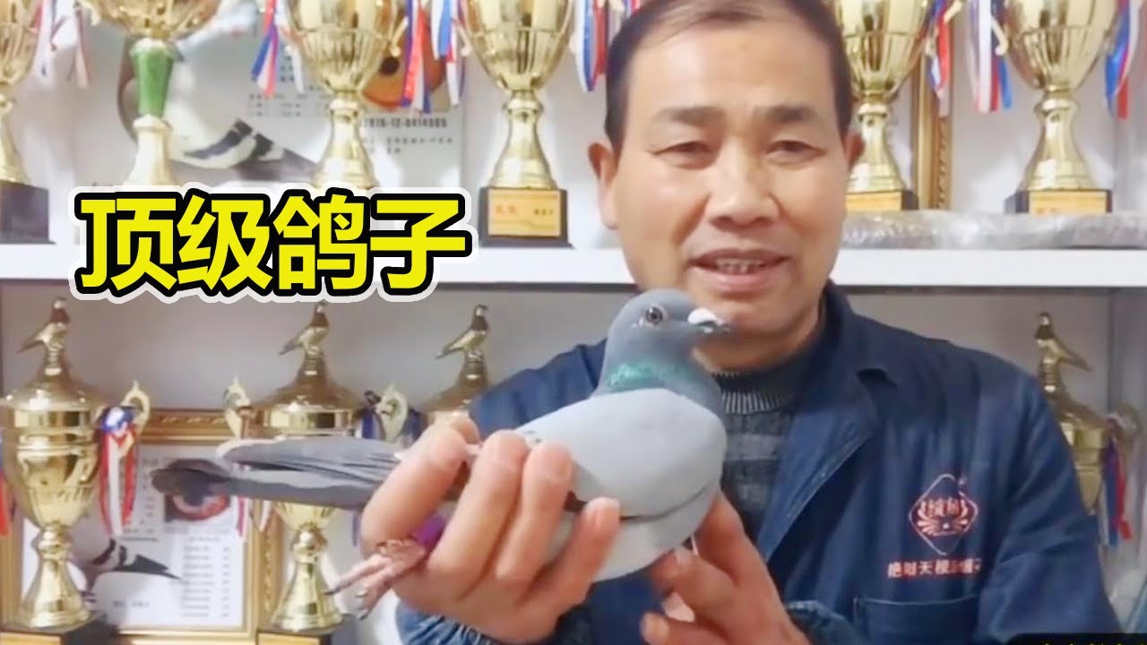 强哥支援大叔一羽顶级鸽子，500公里以上参赛5场，次次飞高位！【农村达叔】