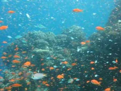 Rapture of the Depths -- Fish, Dolphins, Manta, Se...