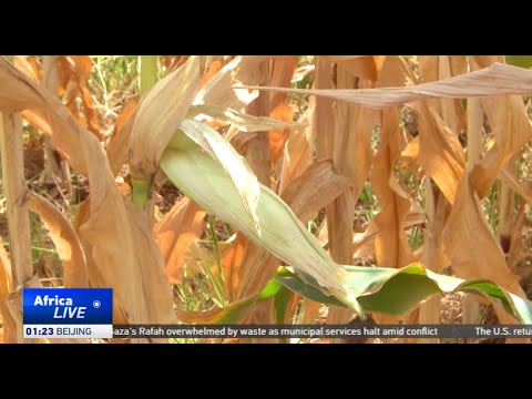 Zimbabwe drought wipes out hectares of farms