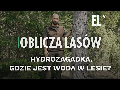 Wideo: Gdzie jest runa w lesie pnączy?