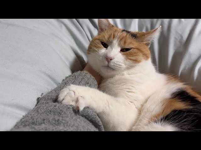 三毛猫】寝る前のひと甘え（2025年3月23日） - YouTube