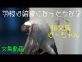 今日も一生懸命カイカイカキカキ　桜文鳥ほーちゃん　文鳥動画