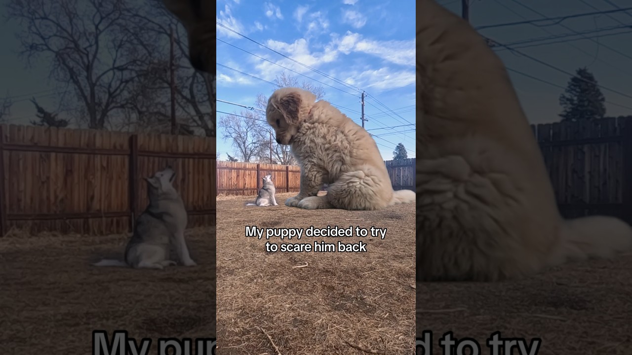 Puppy gets scared by his big brother 