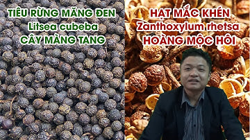 Phân Biệt Tiêu Rừng Măng Đen và Hạt Mắc Khén