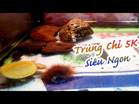Video Món ăn siêu khoái của Rùa Baby Albino Tai Đỏ - youtube