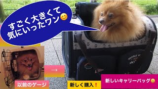 【ポメラニアン　犬】ラッキーさん、すごくお気に入り⁉️新しいキャリーバッグを初公開