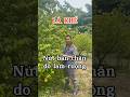 Chữa nứt bàn chân bằng lá khế (Averrhoa carambola) #phuongduoclieu #chanduoc #lakhe #nutbanchan
