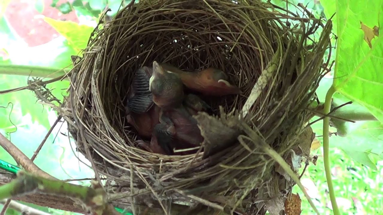 Bird Nest in Our House [India , Kerala] 2014 Malayalam ...