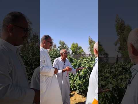 عرف سبب ضعف شجرة تين العبيد لهذا سيد عبيس الحطاب فاز بالرهان العراق 🇮🇶 الانبار مزرعة ابو استاذ اياد