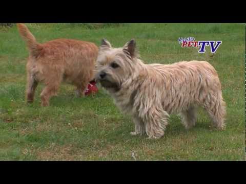 Video: Cairn Terrier Köpək Hipoallergenik, Sağlamlıq Və Ömür