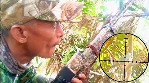 detik detik mendebarkan‼️tiba-tiba burung tekukur muncul didepan mata 🥶