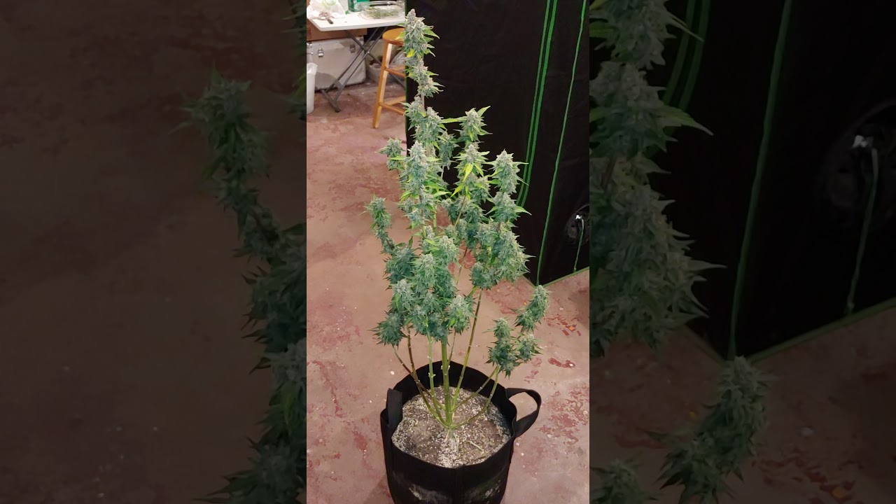 ILGM Zkittles Autoflower