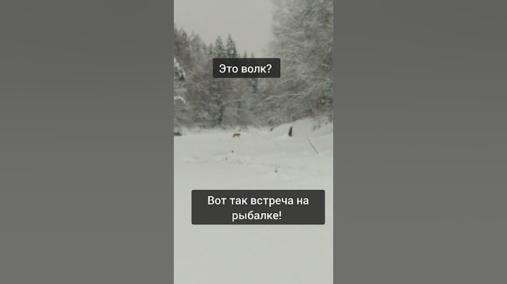 Это волк? встреча на рыбалке