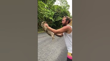 Saving a Sloth From a High Traffic Area || ViralHog