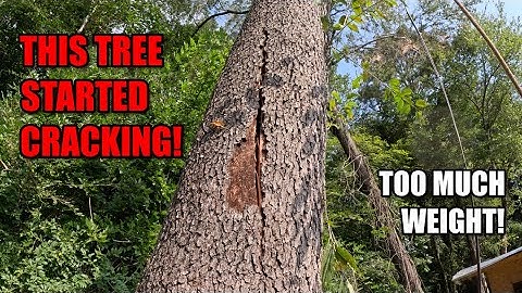 Taking Down a Leaning and Hollow Cherry Tree!