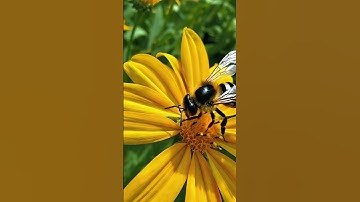 BEE  #3d #blender #3dmodeling #3dcompositing #blender3d #AI