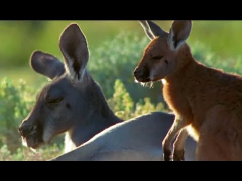 Ruby and Elvis - Big Red Roos - BBC