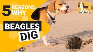 Why do Beagles Dig