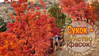 картинка: Сукок - буйство красок!