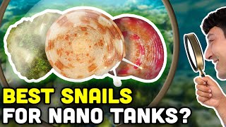 Collonista Snails! The TINY Heroes of Our Reef Tanks! Collonista Snails! The TINY Heroes of Our Reef Tanks!