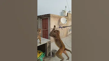 Monkey Short Clip Video Monkey 