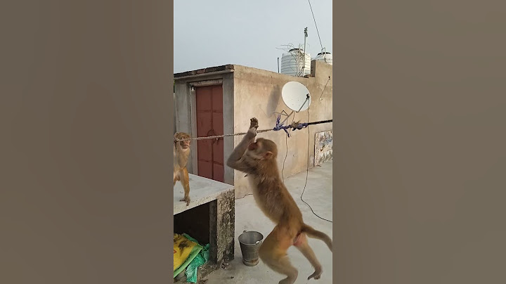#monkey short clip video monkey