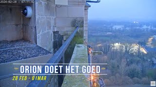 240301 Slechtvalken Oudenaarde 11  Orion doet het goed