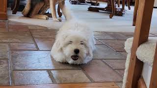 Mr. Bailey  Coton De Tulear Puppy