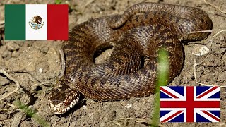 Snakes From Cabo to London
