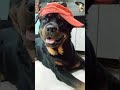 बहुवचन 😂😂 ||Austin The Rottweiler|| #shorts #rottweiler #comedy #dogvideos #funny