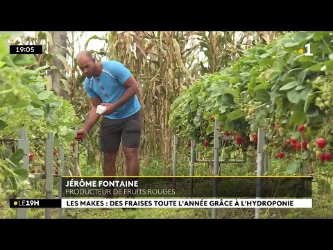 Des Fraises Toute L Année à La Réunion Le Pari De Cet Agriculteur Saint Louisien