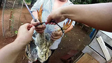 O que causa sangramento no ânus da galinha?