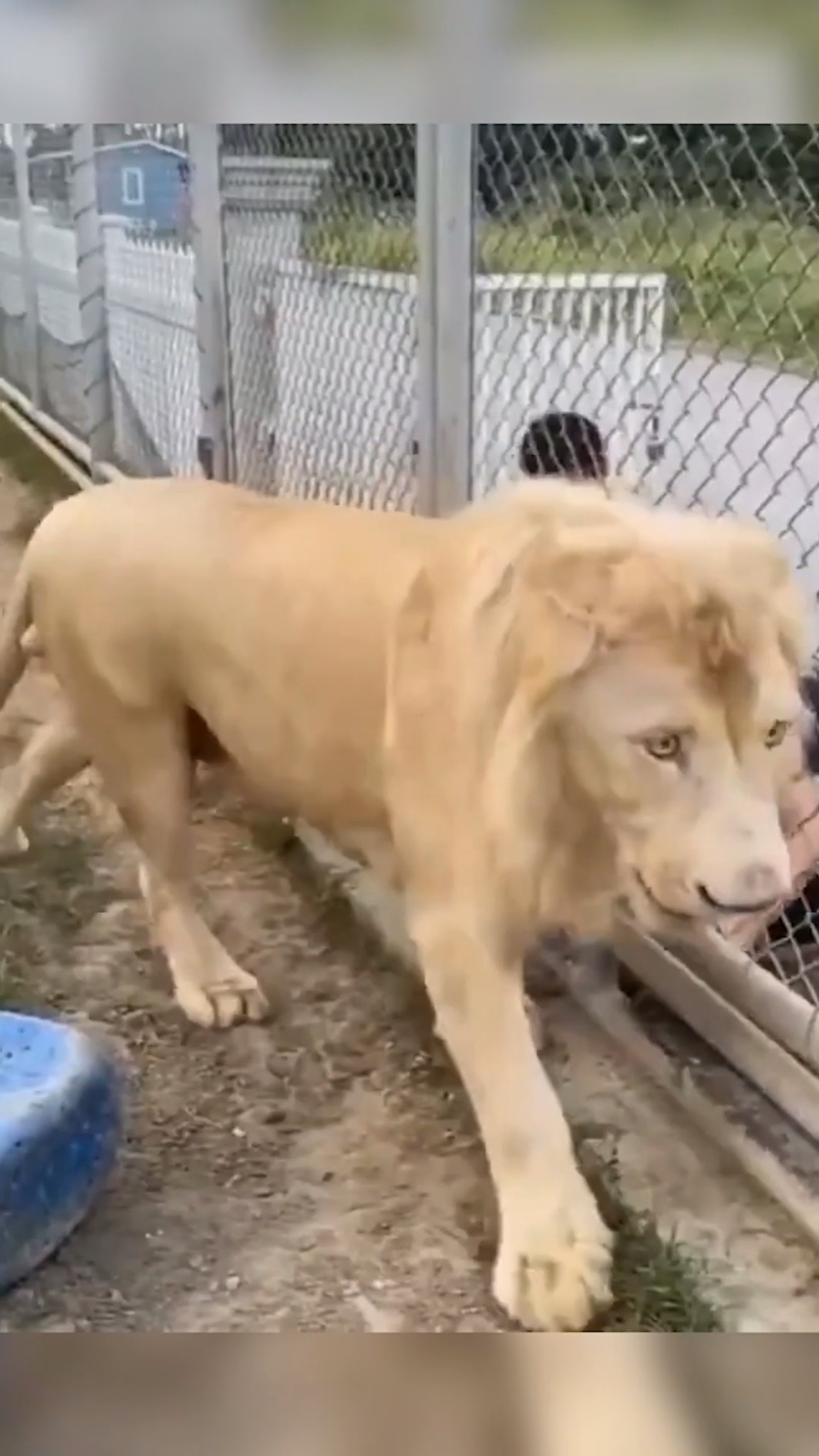 ¡El león más inteligente del mundo! ??