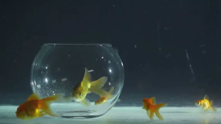 Fish Are Smarter Than You Think! 🐟