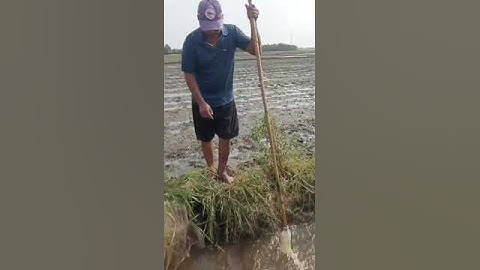 cách bắt cá rô bí về um cuốn bánh tráng