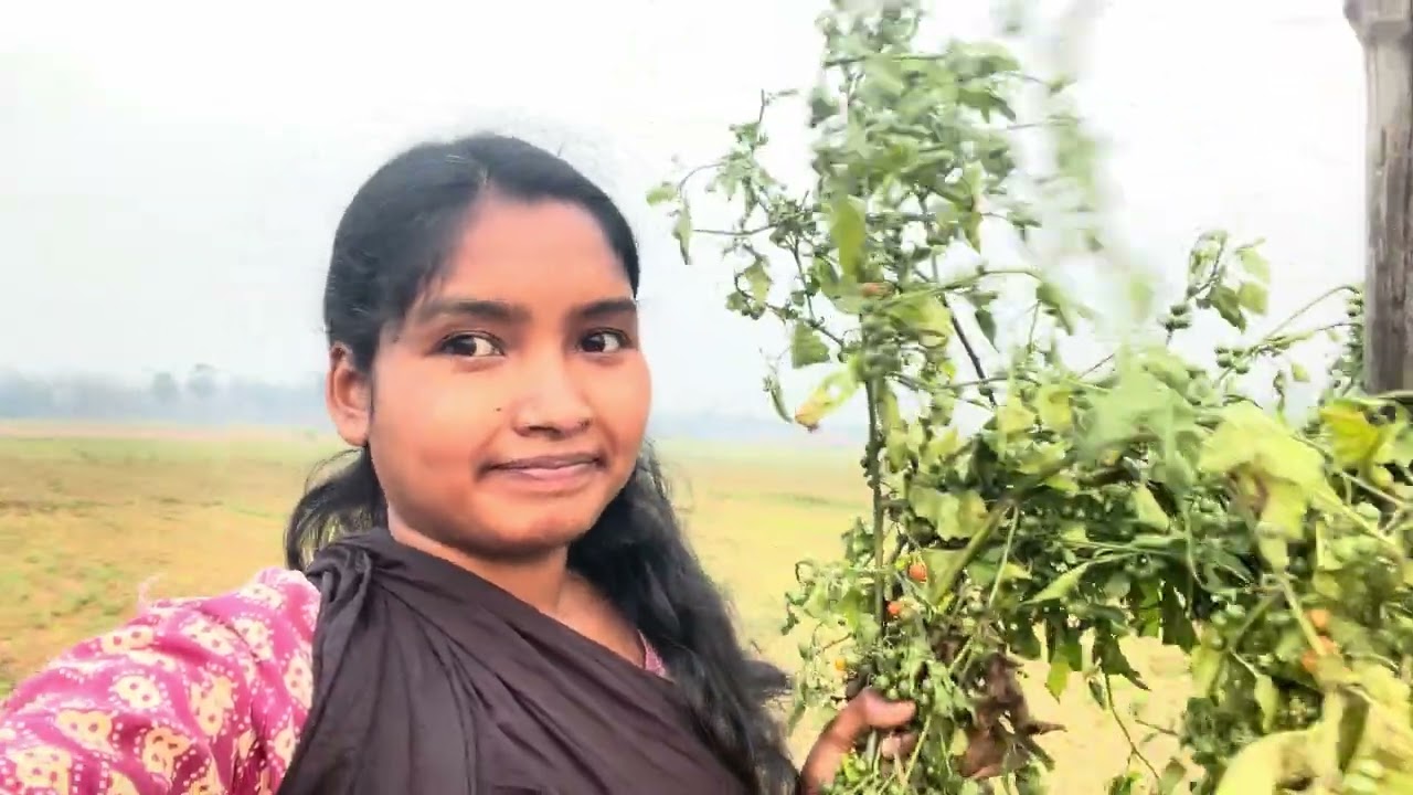 ফটকা ফল দেখেছো 🙂কত সুন্দর পেকেছে 😀🩷 https://www.youtube.com/@Amimayna