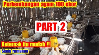 Ternak ayam broiler 100 ekor persiapan kandang. 