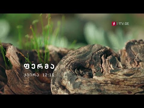 „ფერმა\" - 16 სექტემბერს, 12:15 საათზე