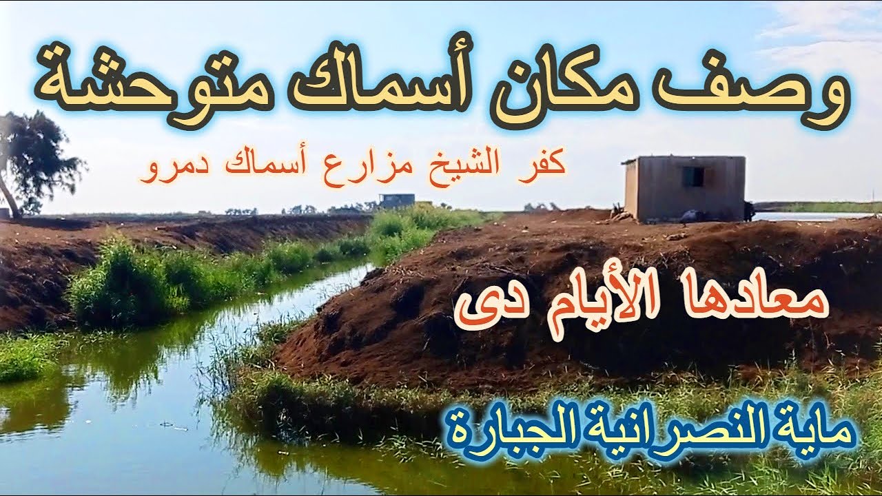 أسماك متوحشة فى منطقة النصرانية