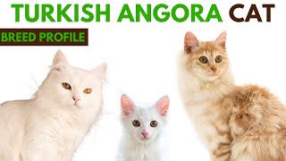 Turkish Angora Cat Breed Profile History - Traits - Price - Turkish Angora Cat Grooming Needs