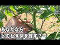 トマトのわき芽、どこを伸ばすのが正解?【わき芽とり・下葉かきのやり方】