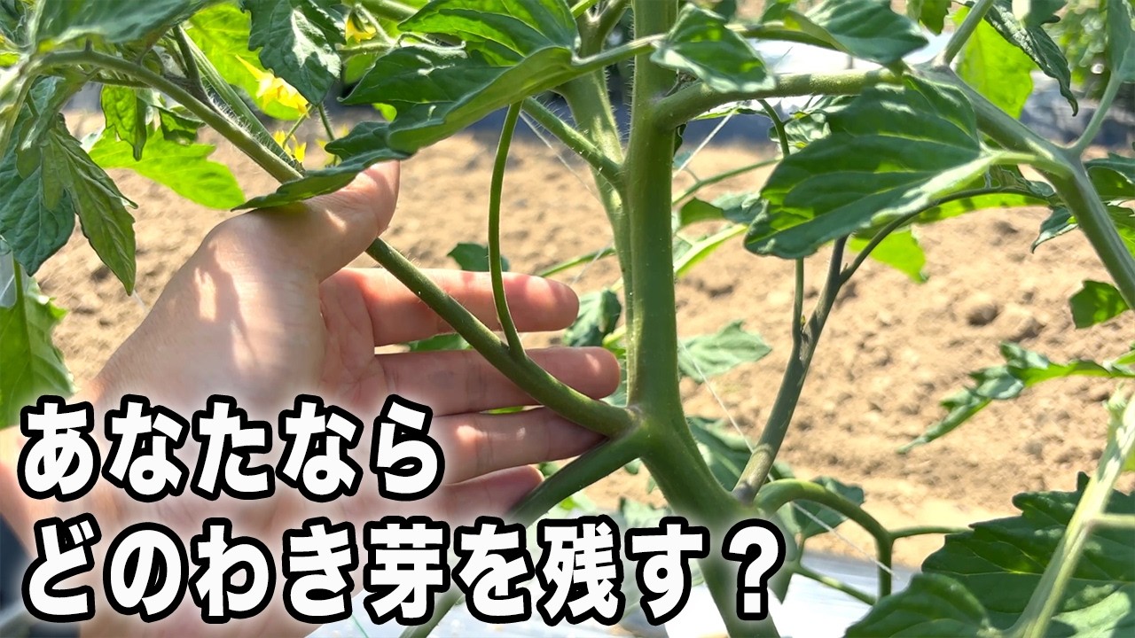 トマトのわき芽、どこを伸ばすのが正解?【わき芽とり・下葉かきのやり方】