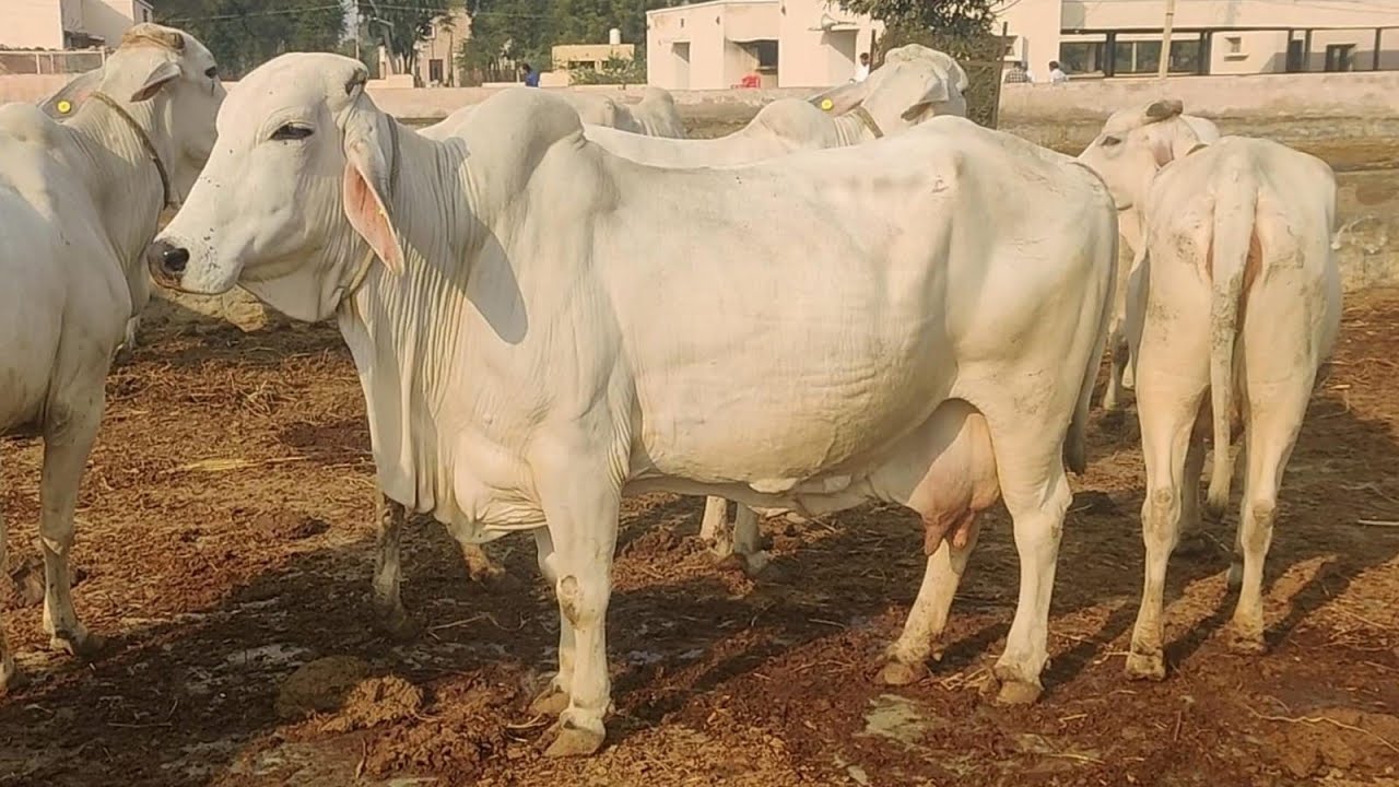 LIVE MILKING OF THE BEST PEDIGREED THARPARKAR