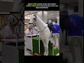 Japan&rsquo;s Hyper-Realistic Robot Horse Amazes Crowds | JRA Tech Innovation #shorts #jra #techinnovation
