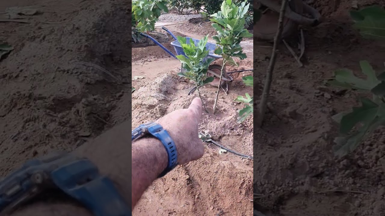 قبل وبعد التسميد بشهر