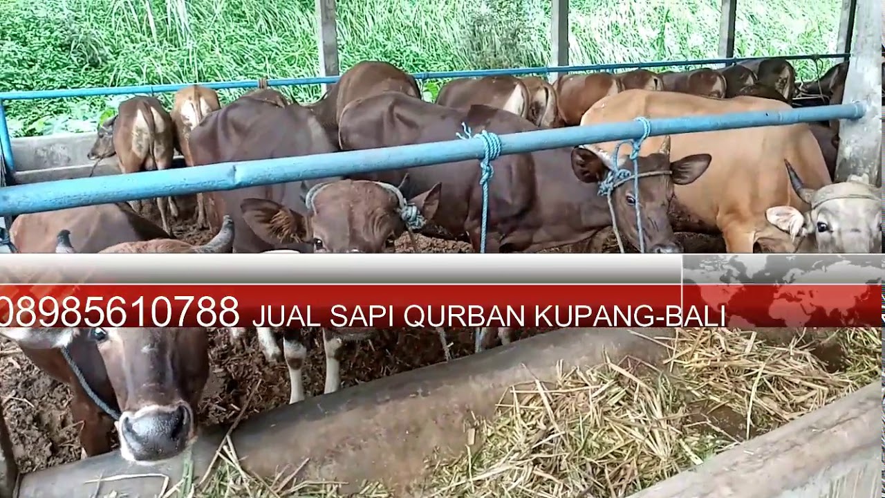 08985610788 jual sapi qurban murah 2020 mulai 15juta berat 200 400kilo